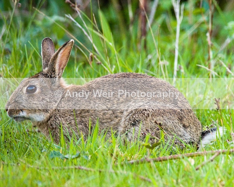 20080506-we 039 - Mammals