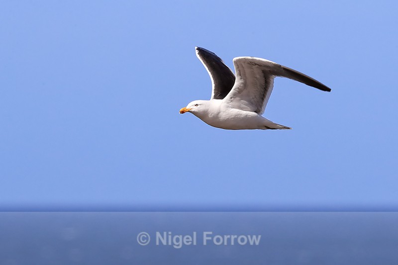 Kelp Gull flying, Carcass Island, Falklands - Kelp Gull