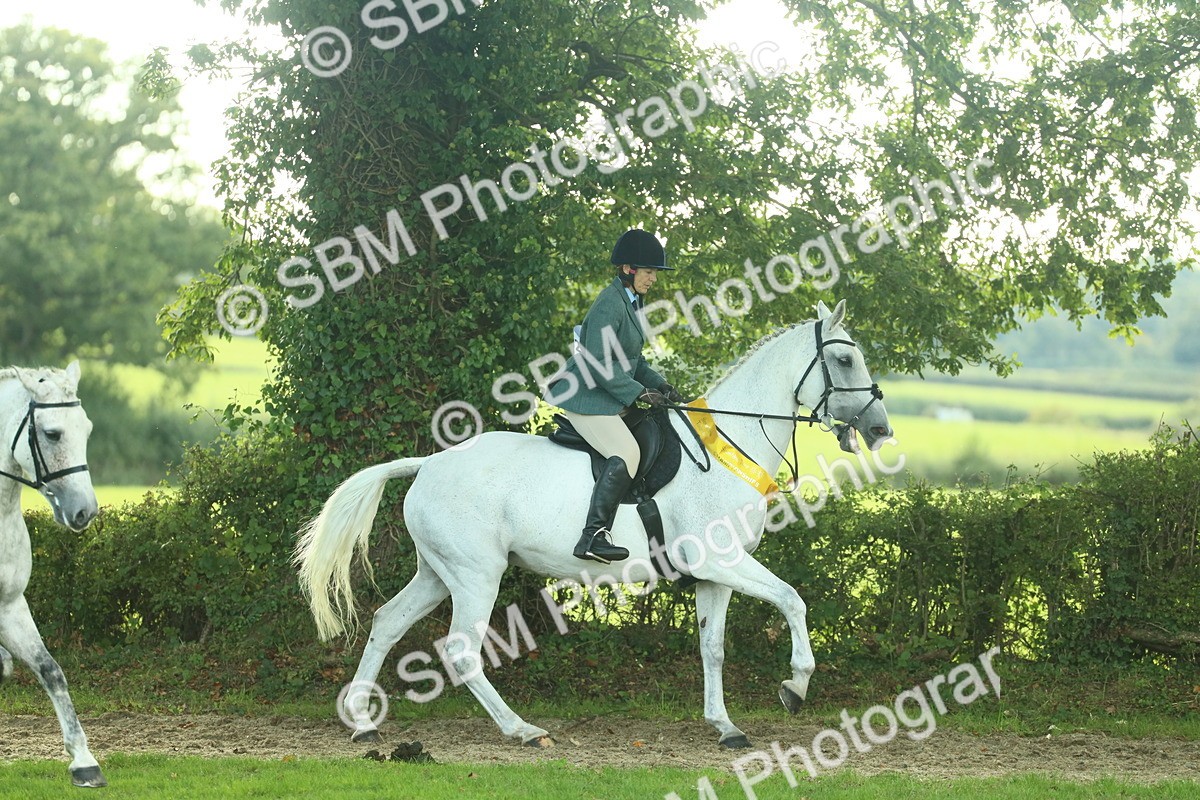 SBM_52257 - S33 - Working Hunter & Working Show Horse