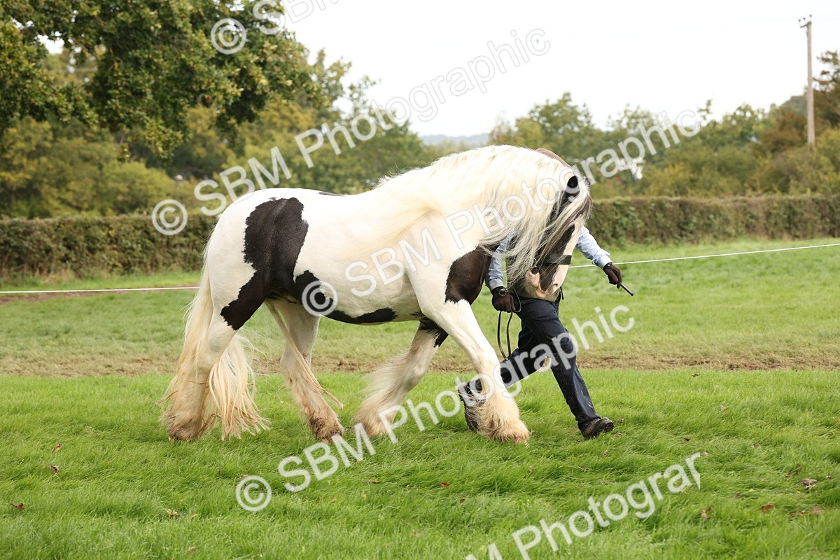 SBM_57496 - S56 - Show Cob in Hand