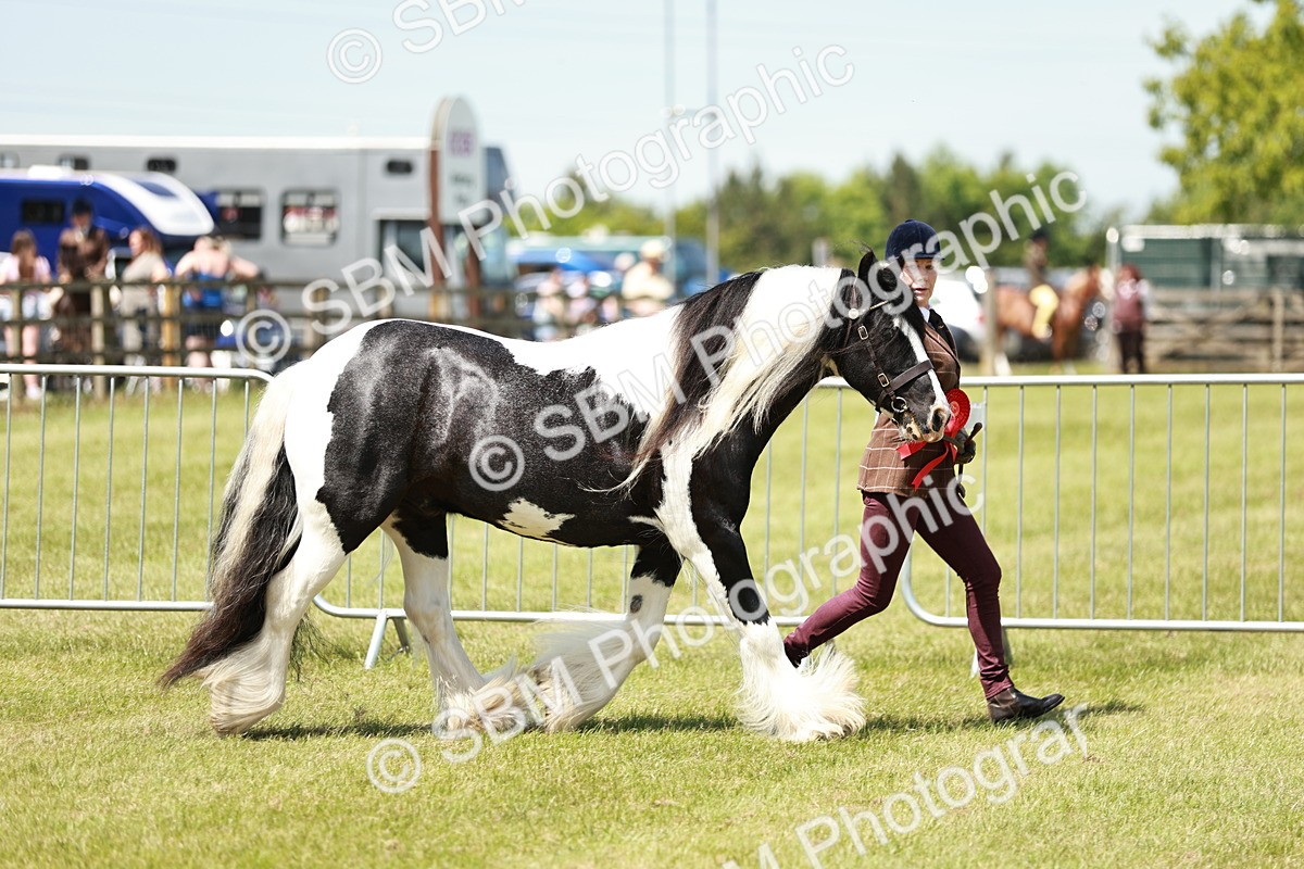SBM_05502 - Class 41-45 - Riding Pony-Hunter Pony Breeding