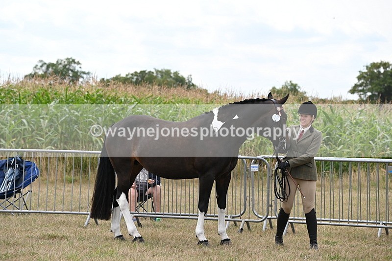 WJ6_6260 - Class 19 In-hand Veterans (Uploaded correct folder)