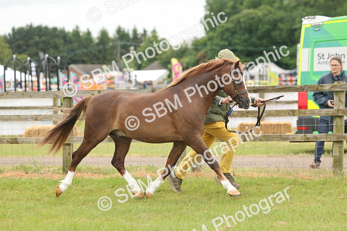 SBM_02324 - Class 50-57 - M&M Welsh Pony In Hand