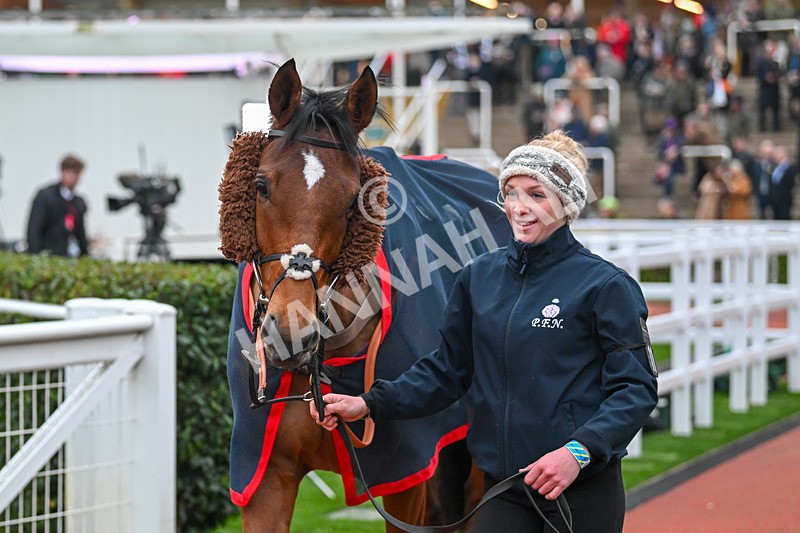 151124-Race 6-Paddock-Fasol-8629 - Race 6