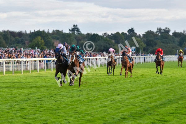 230923-Race 6-September Power-7011 - Race 6 4.55pm New To York Rio Brazilian Handicap