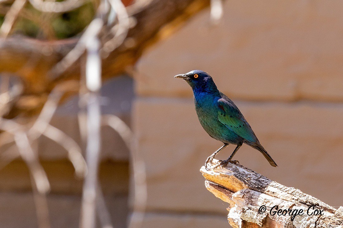 Bird Cape Glossy Starling - South Africa - Limpopo