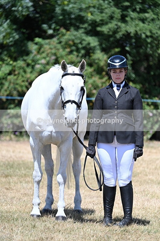 WJ7_2350 - Class 5a Most Handsome Gelding in hand (above 14.2hh)