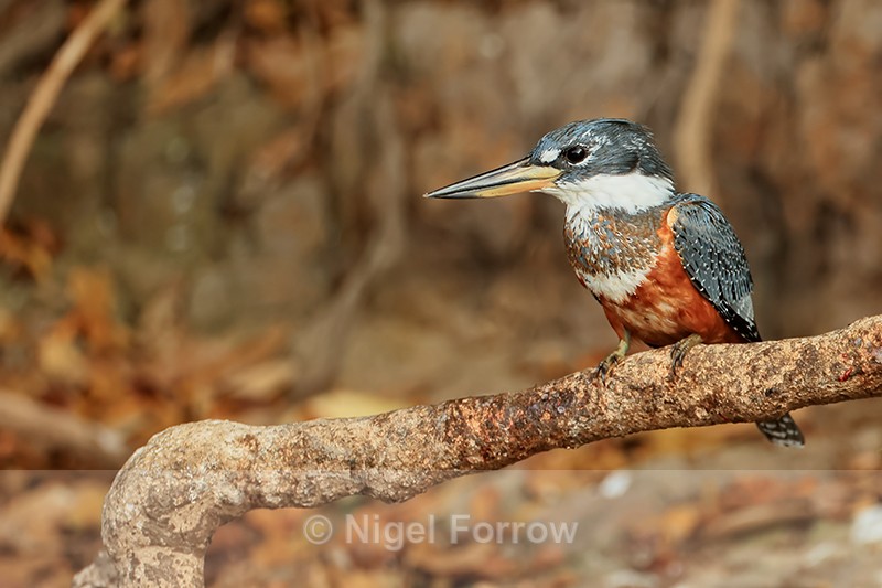 Ringed Kingfisher perched, Corixo Negro, Mato Grosso, Brazil - Ringed Kingfisher