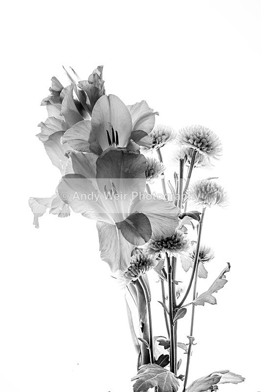 20131013-3K8A7228-2469-2477 - Plants & Flowers