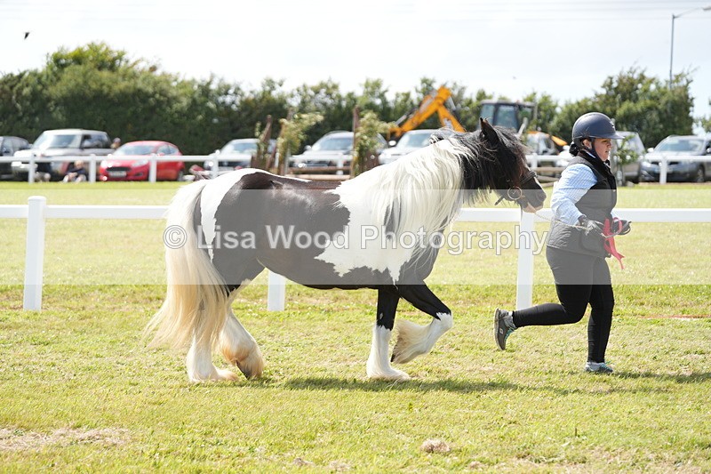 DSC07205 - Coloured Horse In Hand Championship