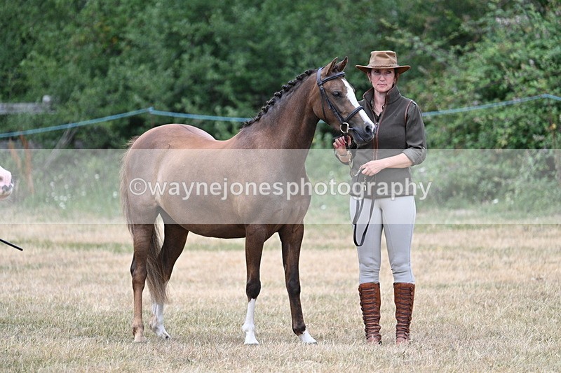 WJ7_1482 - Class 4 Prettiest Mare up to 14.2hh in hand