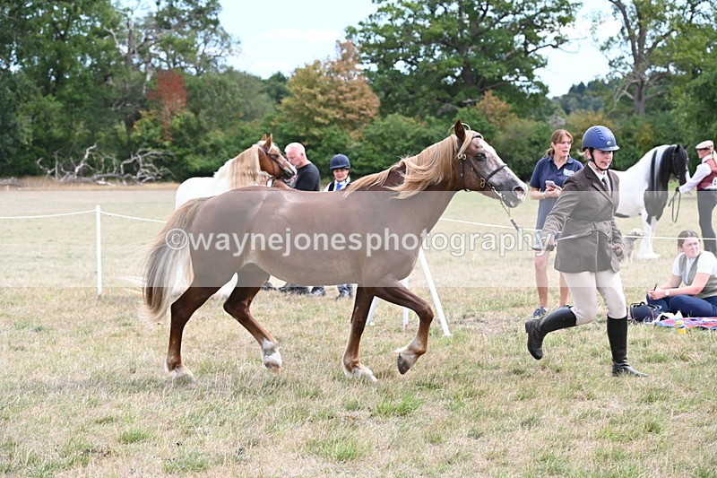 WJ6_5931 - Class 19 In-hand Veterans (Uploaded correct folder)