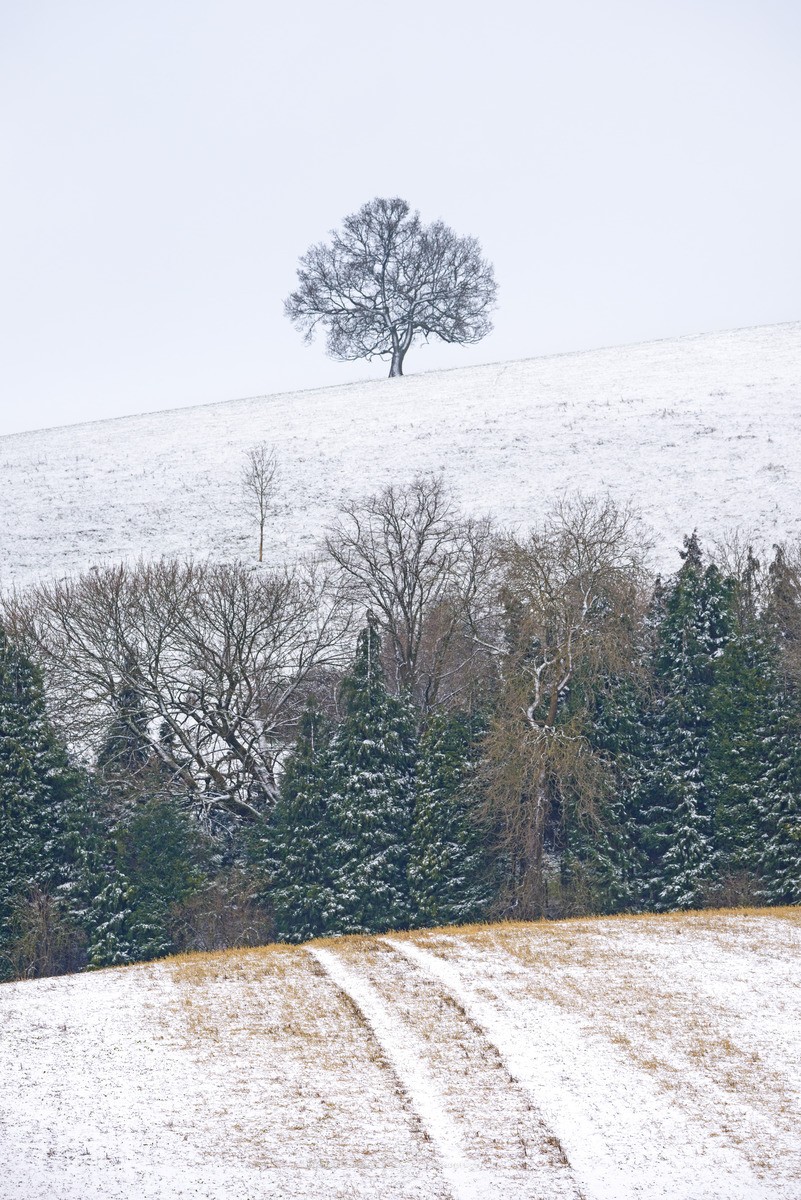 Cold shoulder - WINTER