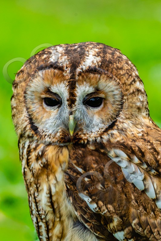 tawny owl Strix aluco-6861 - Owls of the World