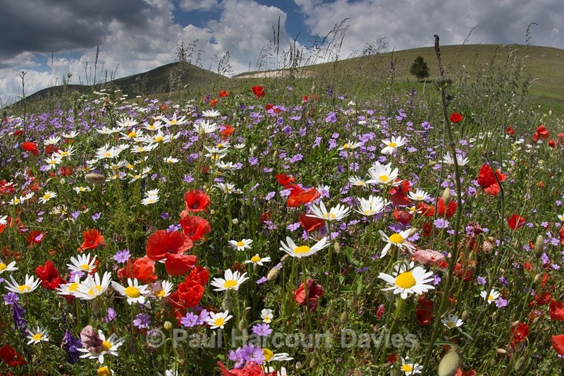  - Plants: wide-angle