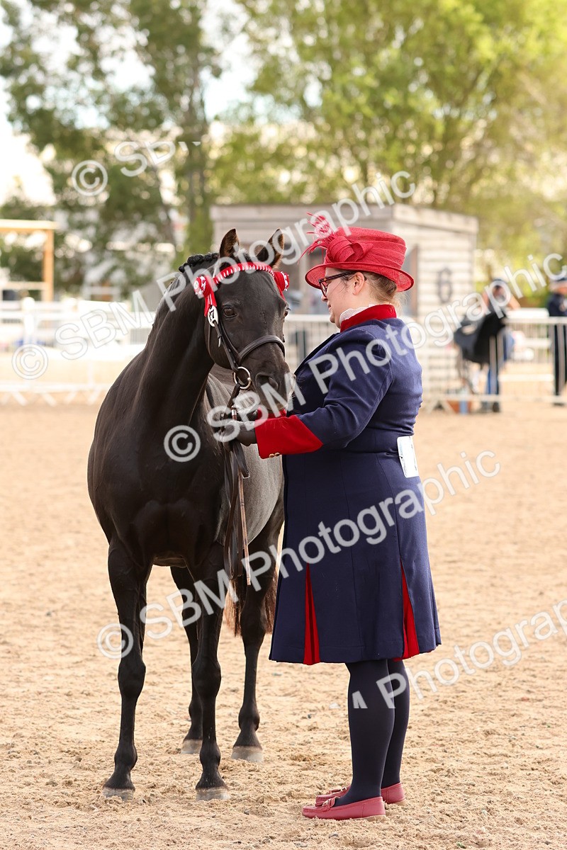 SBM_10215 - Class 205 - IH Show Pony - Show Hunter Pony