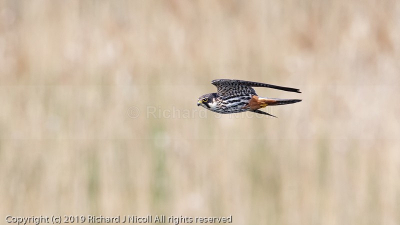 Hobby (Falco subbuteo) - Hobby (Falco subbuteo)