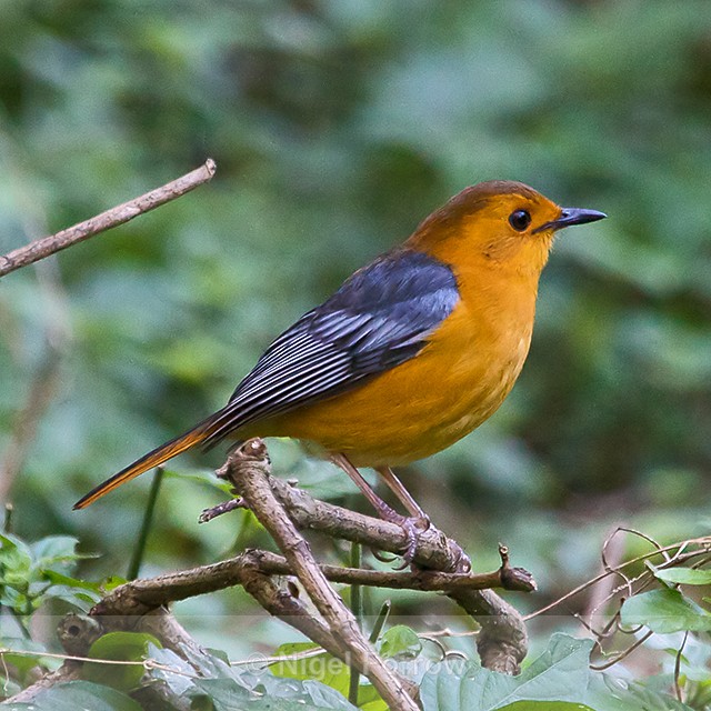 Red-capped Robin-Chat perched on a branch near the ground - Red-capped Robin-Chat