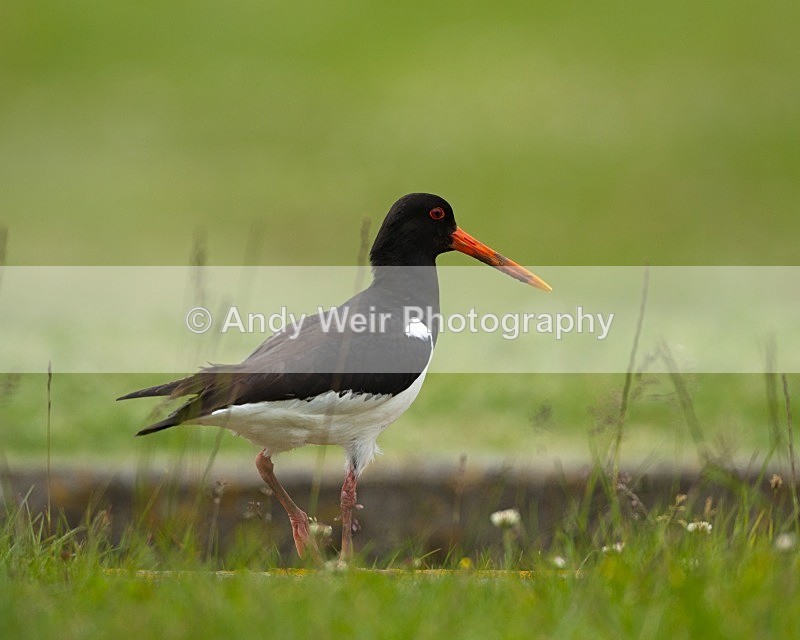 20110615-IMG_5853 - Oyster Catcher