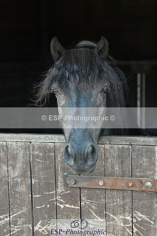 230817-083027-02404 - Stable Shots