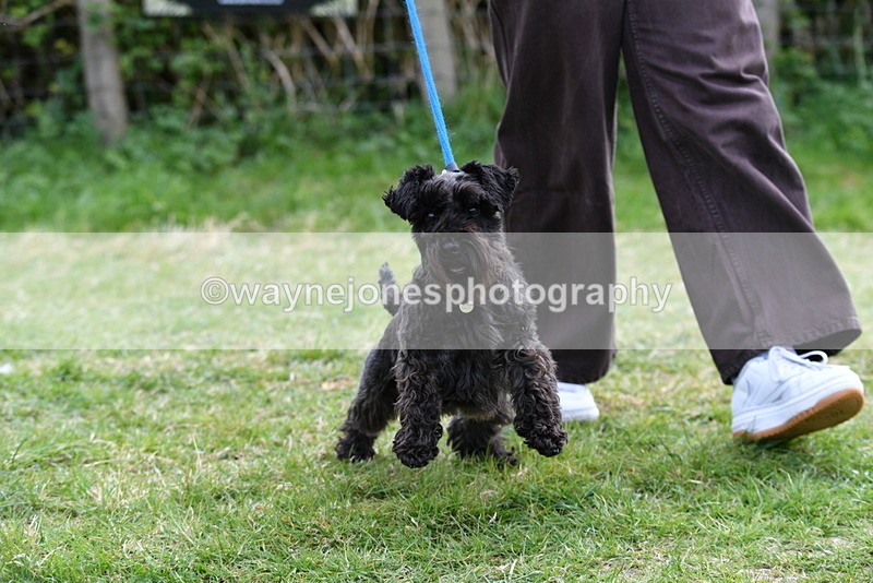 WJ5_0281 - Class 7 Best Terrier