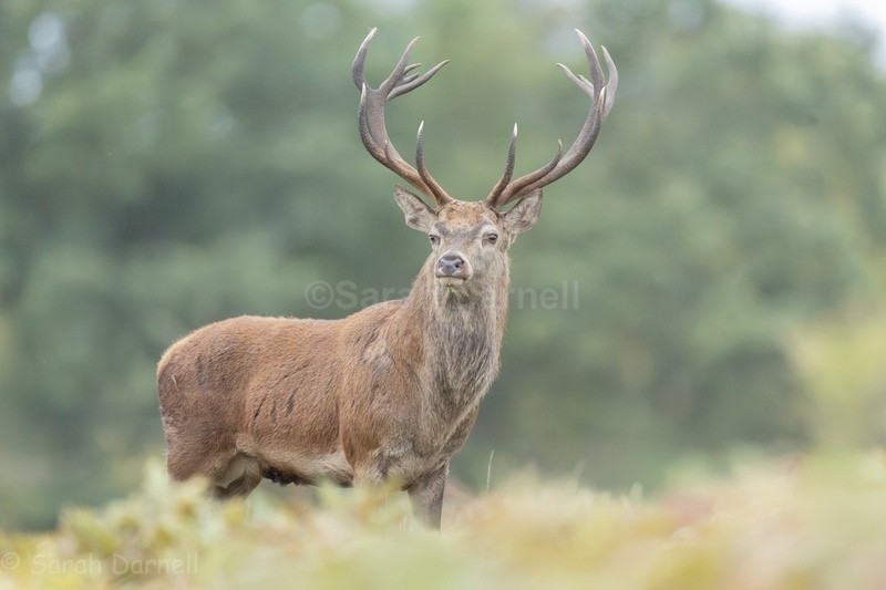 - Deer for Graham