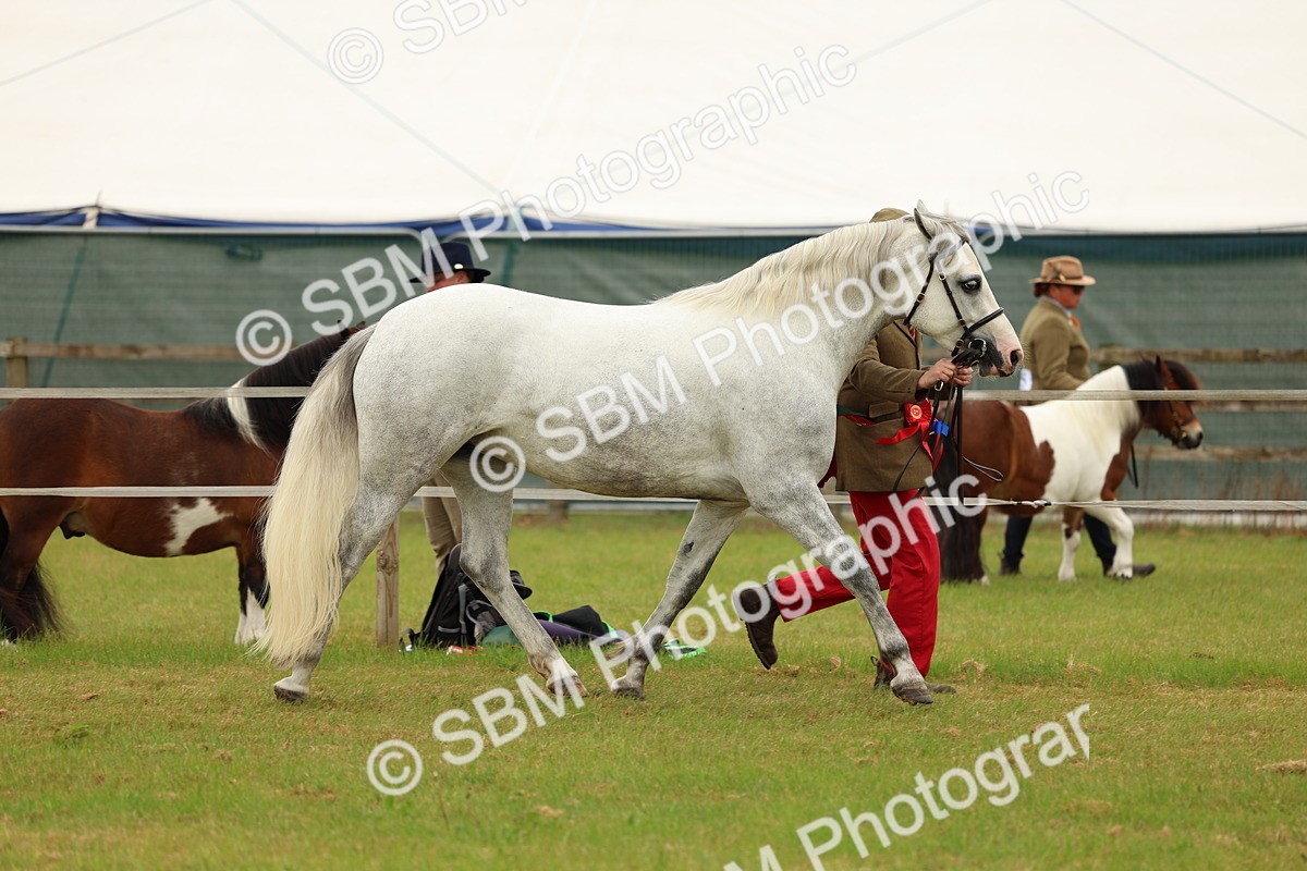 SBM_04299 - Class 64-67 - Shetland Pony In Hand
