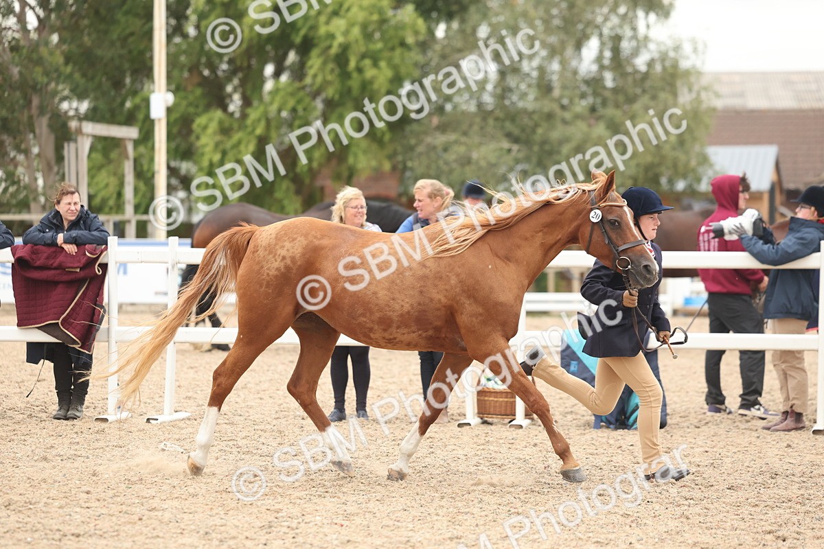SBM_19286 - Class 317 - IH Pure Bred Horse-Pony
