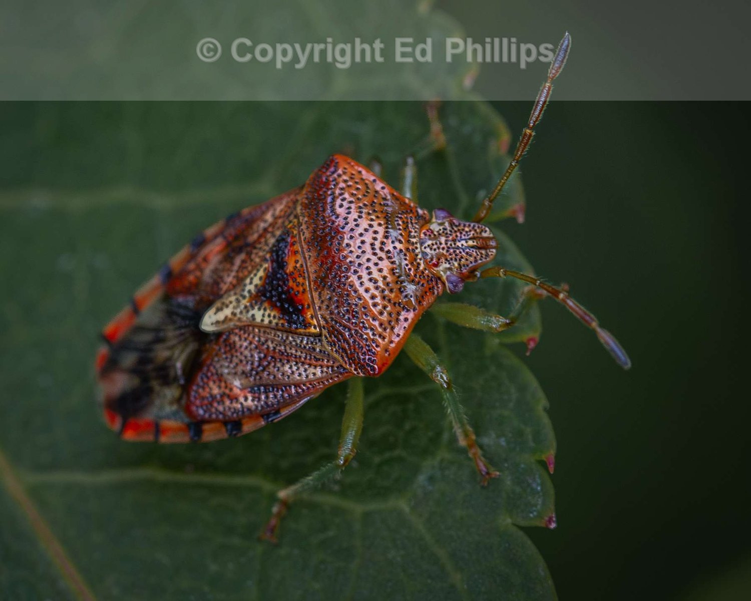 Colourful Shieldbug