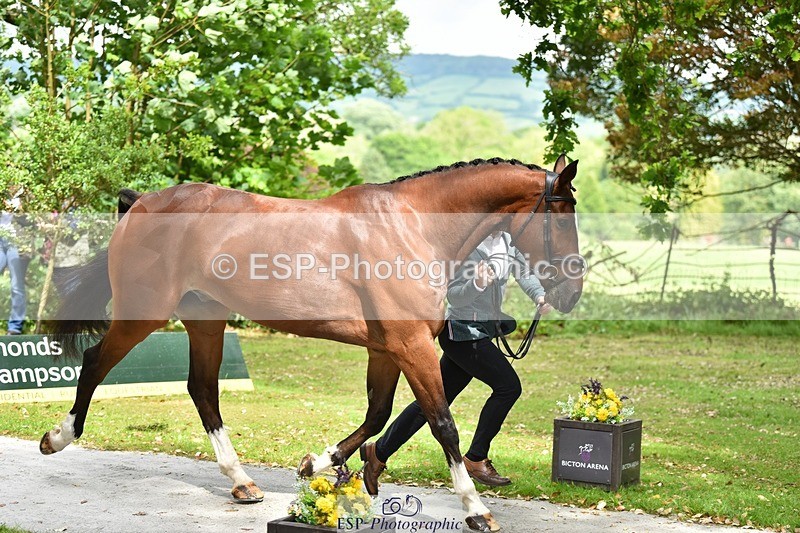 240522-150110-00046 - 352-SHANNONDALE_ALDO-Alexander_Bragg