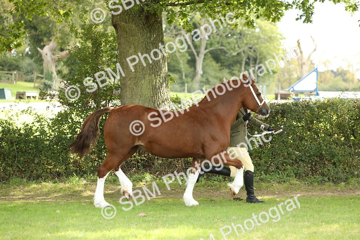 SBM_65373 - S47 - Mountain & Moorland In Hand Large Breeds