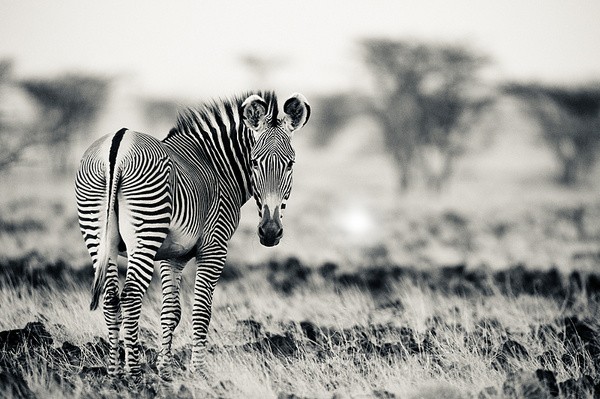 Grevy's Zebra, Shaba, Kenya