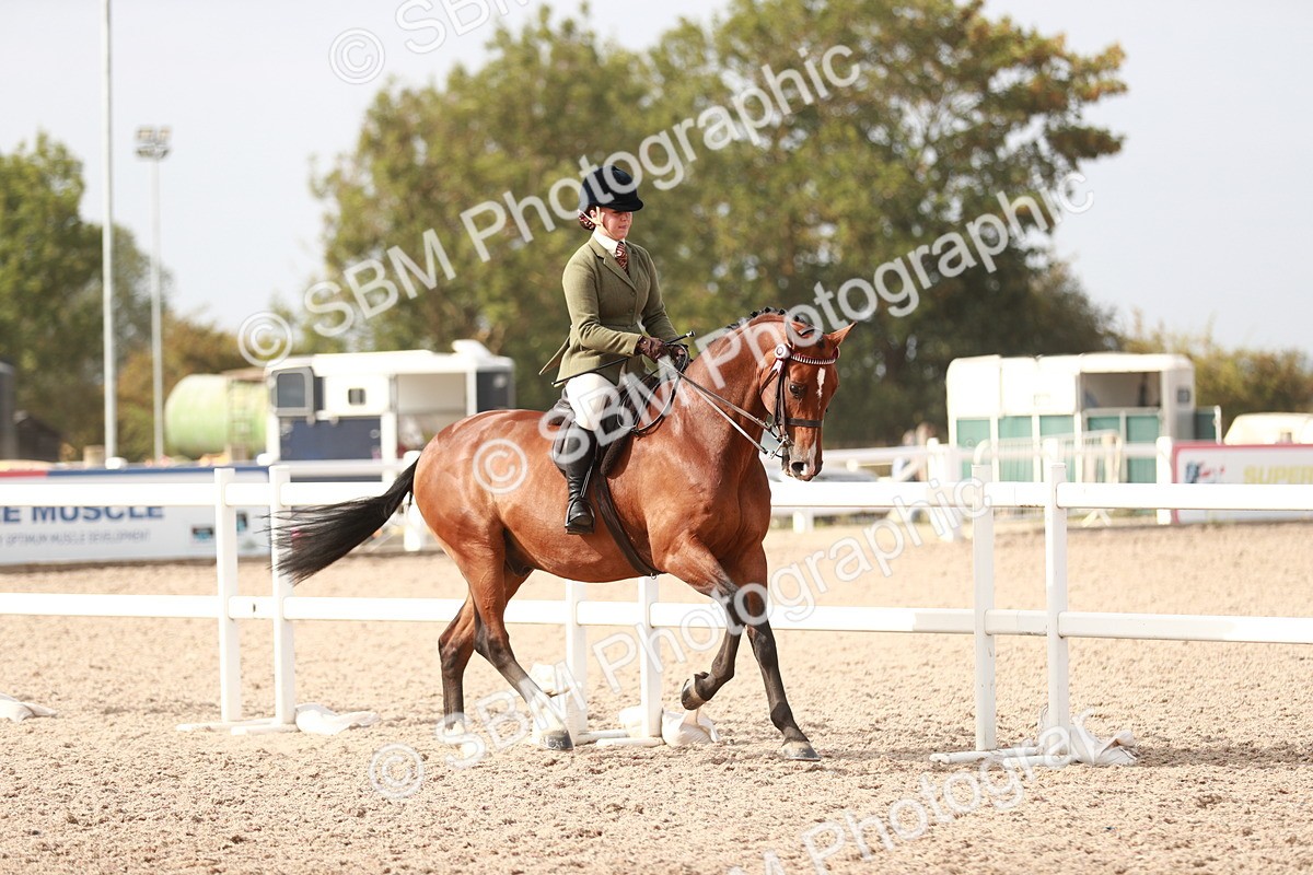 SBM_17490 - Class 215 Ridden Hack/ Riding Horse