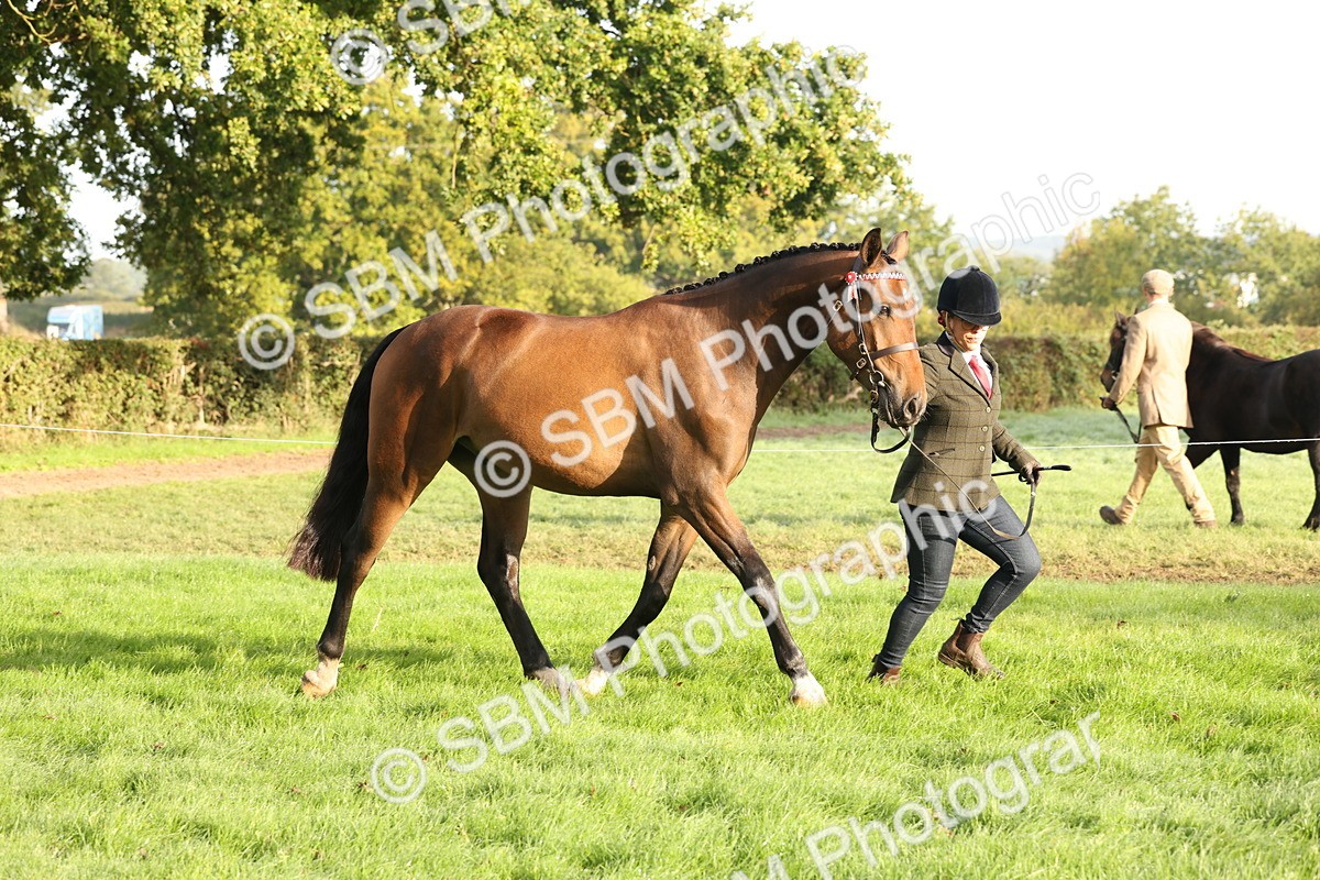 SBM_54956 - S52 - Riding Horse & Hack & thoroughbred In Hand