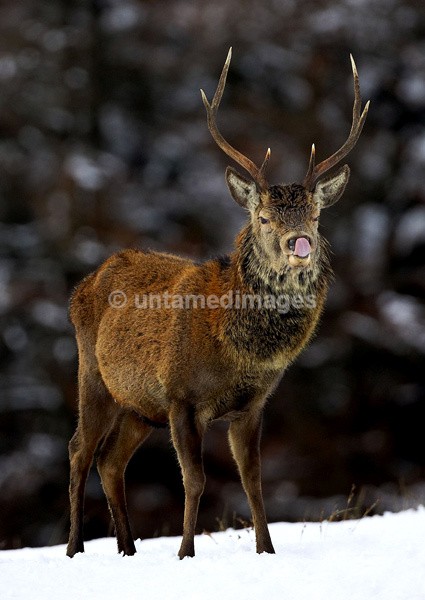 Red Deer - United Kingdom