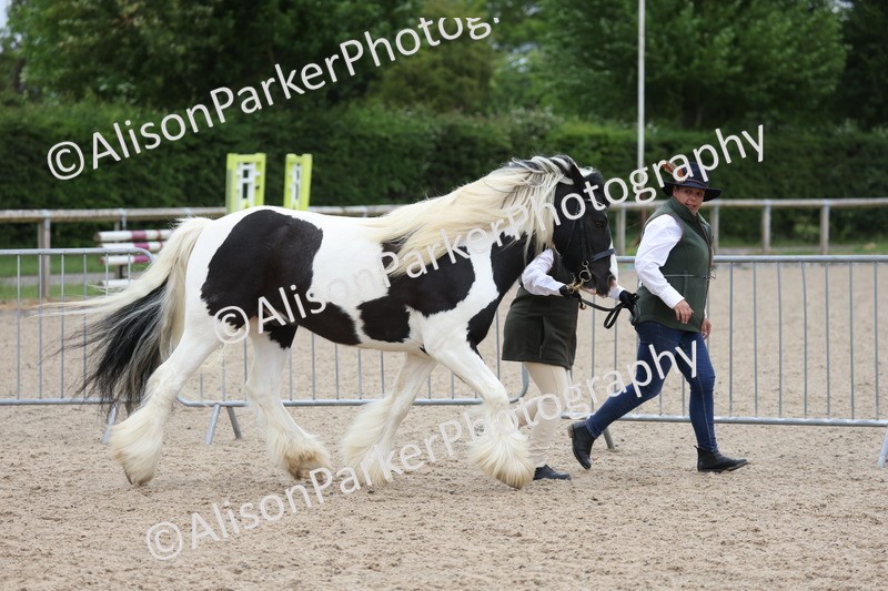 20250524-1001 - Class 9 - Cob and Hunter