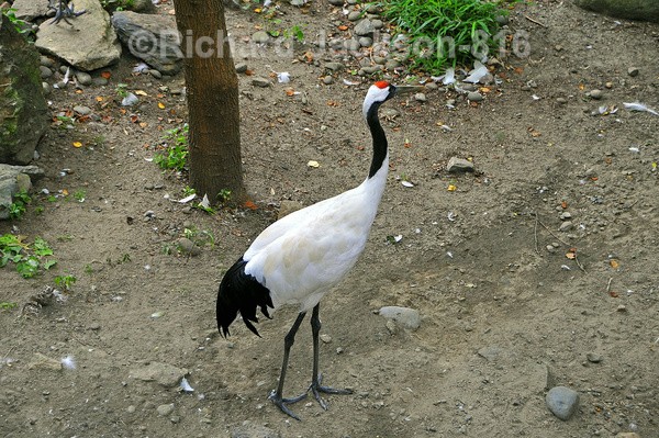 Whooping Crane - Birds