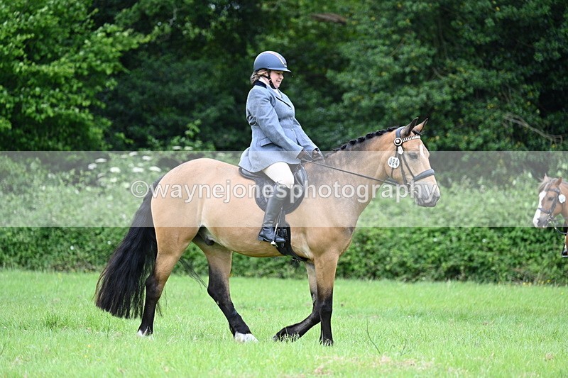 WJ7_3991 - Class 14A Handsome Gelding