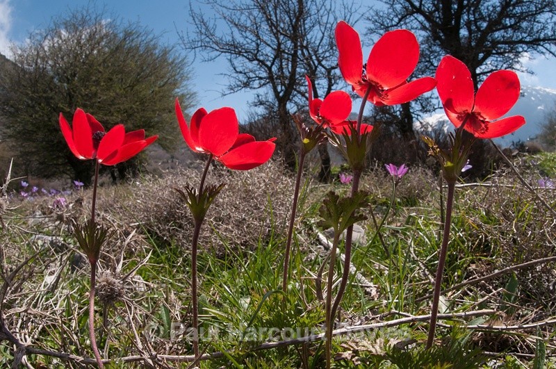  - Plants: wide-angle