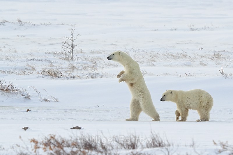 Polar Bear walking on hind legs, Churchill, Canada - Polar Bear