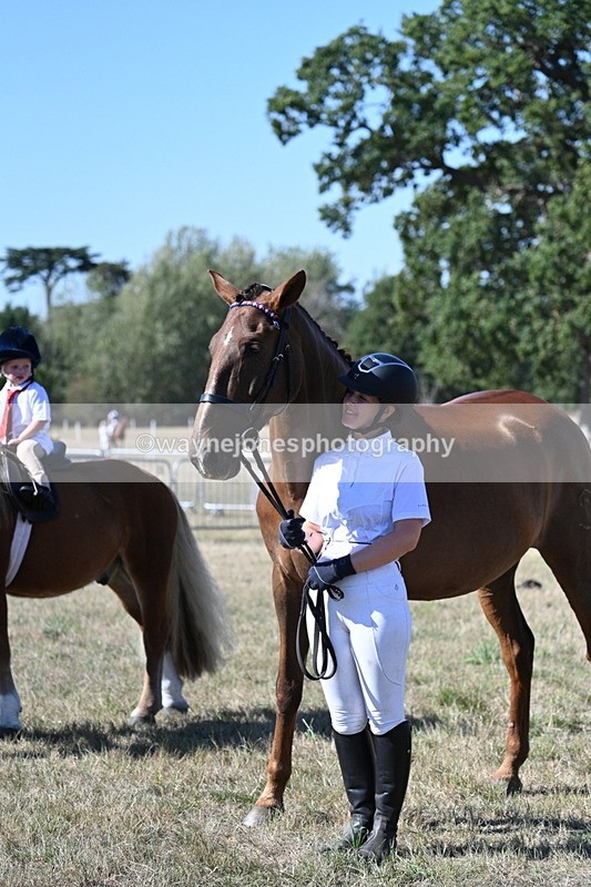 WJ7_1611 - Class 42 Most Handsome Gelding