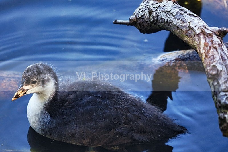 Coot chick - Animals and Birds
