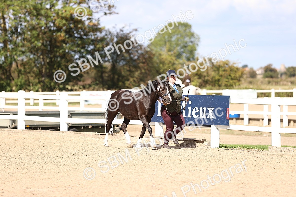 SBM_14249 - Class 411 - Prettiest Mare (IH OR Ridden) Adult