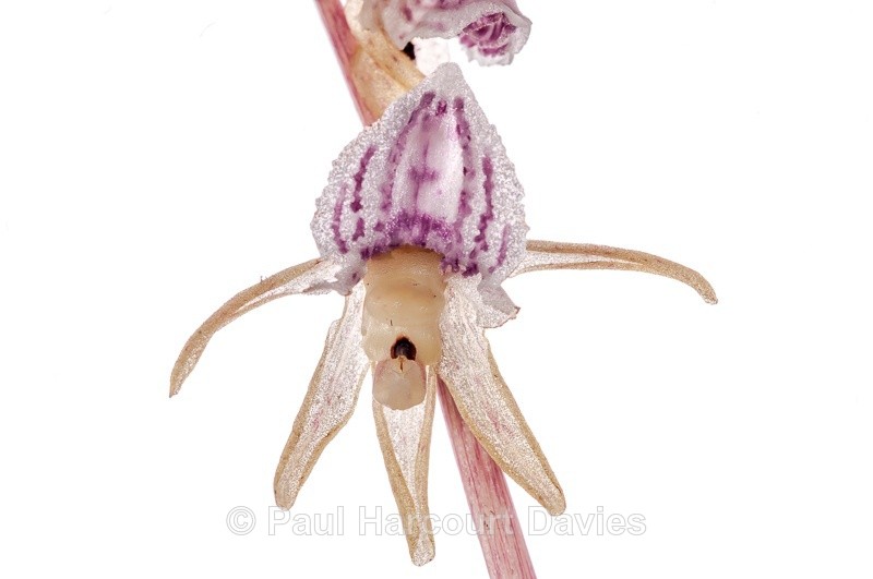  - WB: Orchids - Various