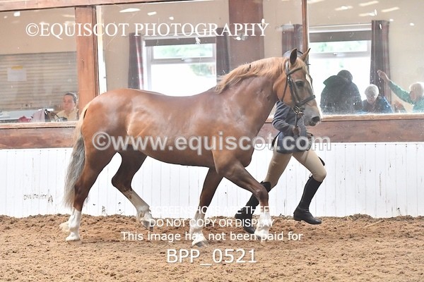 BPP_0521 - RING 1