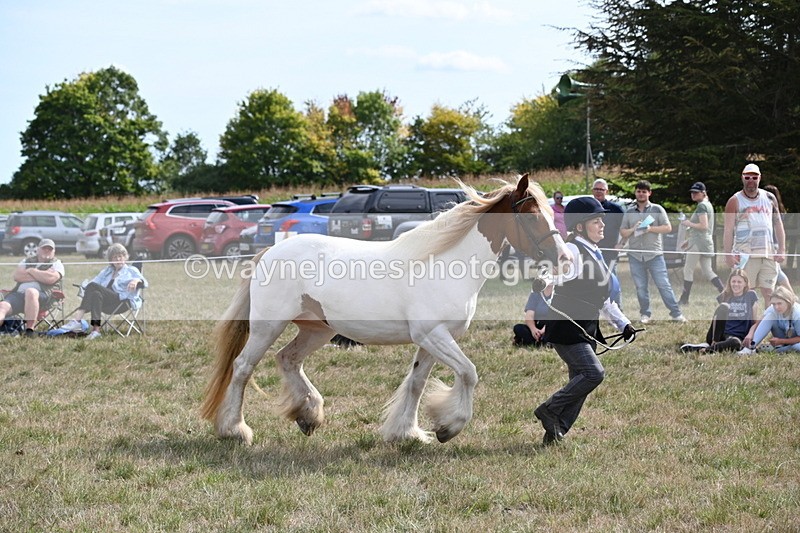WJ6_6569 - Class 20 In-hand Cob