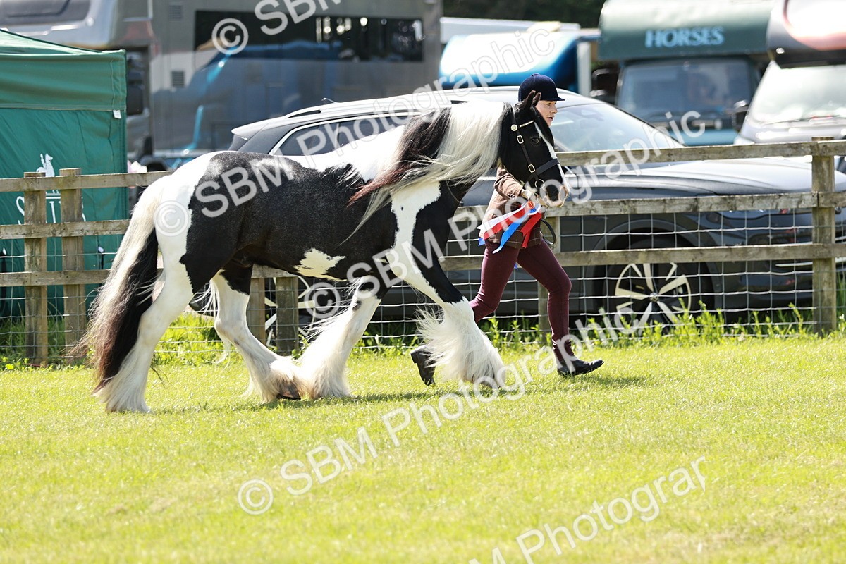 SBM_05547 - Class 41-45 - Riding Pony-Hunter Pony Breeding