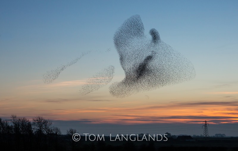 Starlings - Starlings and Murmurations