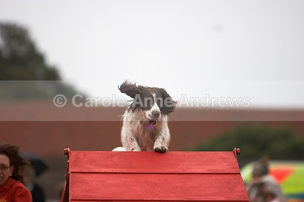  - Tendring Agility Group- St Osyth Summer Fete