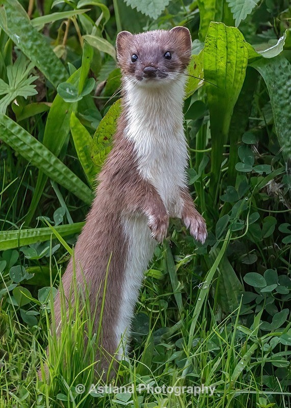 Astland Photography, Bird and Wildlife Images, Susan and Peter Wilson, U.K.
